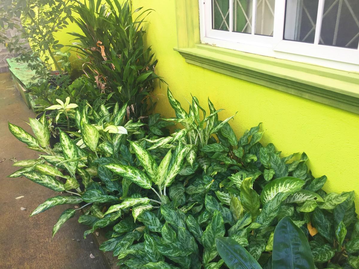 Yaad Hostel Montego Bay Eksteriør bilde